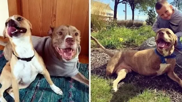 Fifty's new family often fosters dogs in...