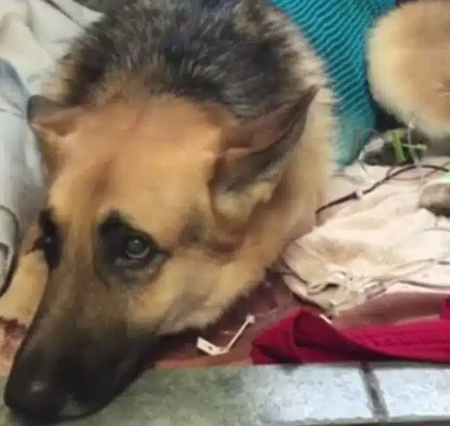 Following the attack, Haus was taken to ...