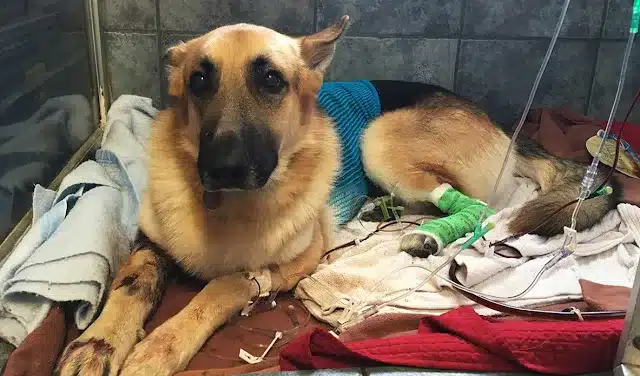 The story of Haus's heroic act serves as...