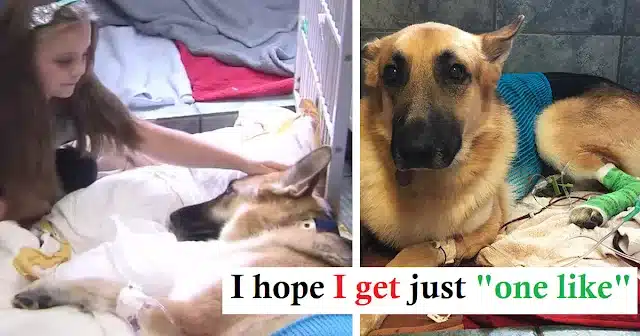 Molly and Haus were enjoying the afterno...