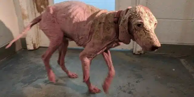 Extra image from article