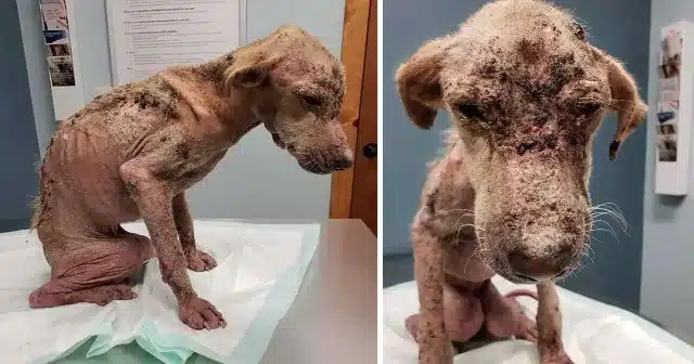 At just seven weeks old, Libre was suffe...