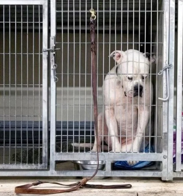 Concerned about his wellbeing, the shelt...