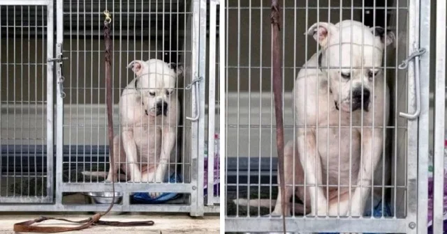 Megan Bousley, a marketing communication...