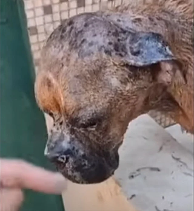 Outfitted with a new collar, Felix took ...