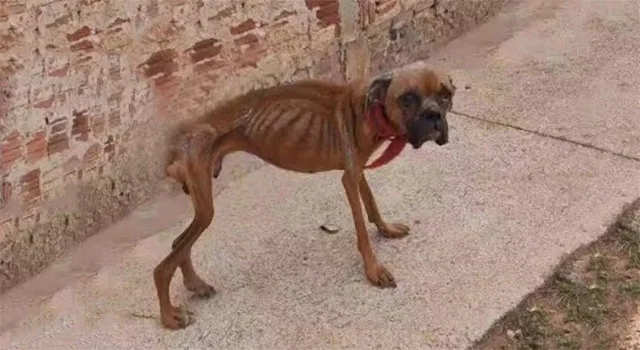 Felix's condition was alarming. His skin...