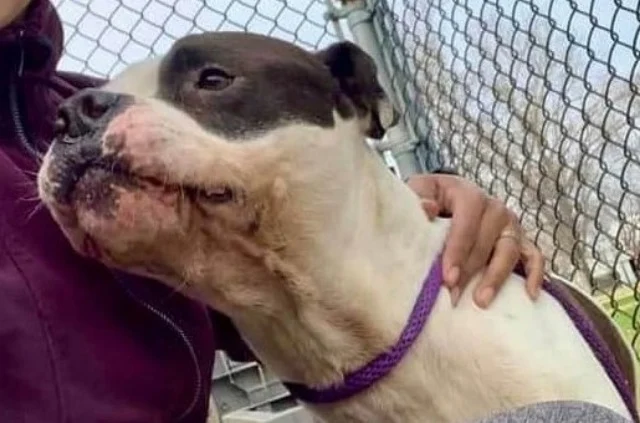 Tragic Journey of Topper: Resilient Roof-Rescue Dog Seeks Loving Forever Home After Heartbreaking Loss