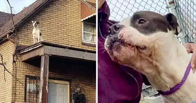 His rescue, which involved using a crane...