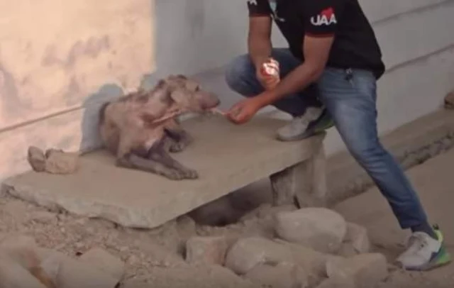 The tireless efforts of organizations li...