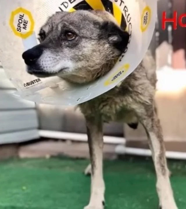 Extra image from article