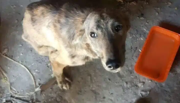 Kiara's decision to stop that day on the...