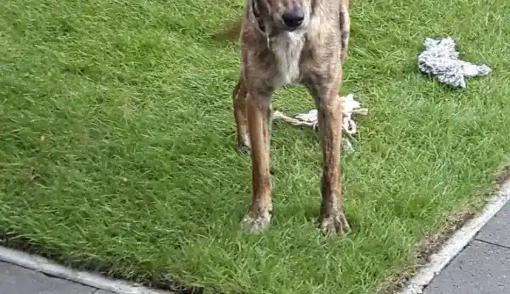 Extra image from article