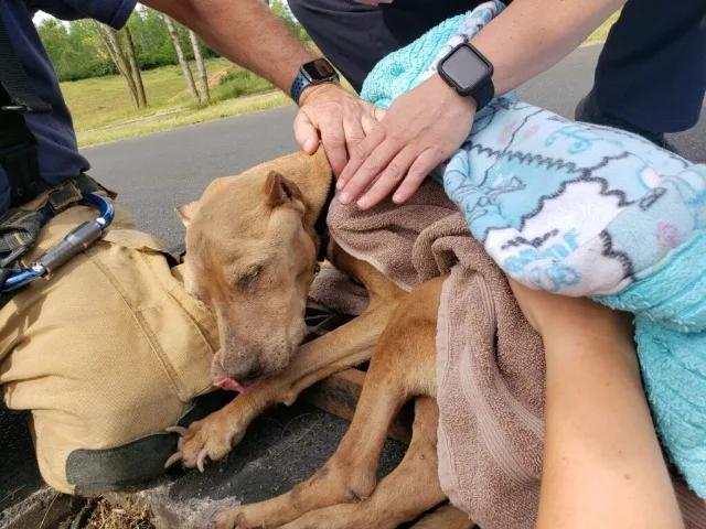 Extra image from article