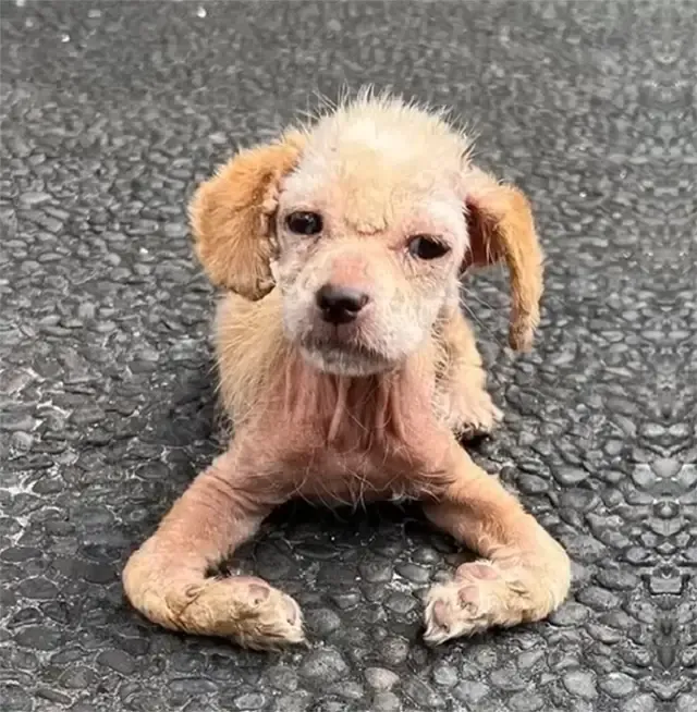 Krista took Ayla to a veterinarian, wher...