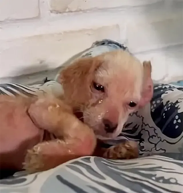 The following day, Ayla underwent a bloo...