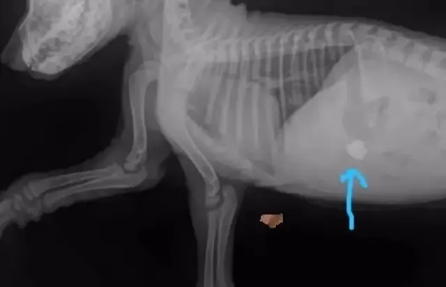 Extra image from article