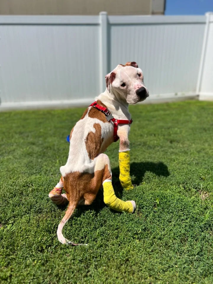 Veterinary examination suggests that the...