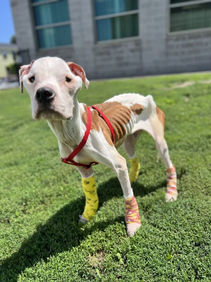 Extra image from article