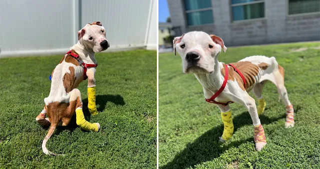 The dog, a 10-year-old white and tan Sta...