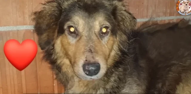 Extra image from article