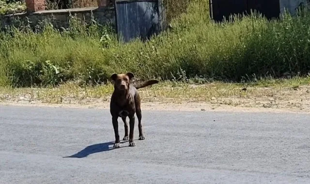 Remy is a wonderful dog who has earned a...