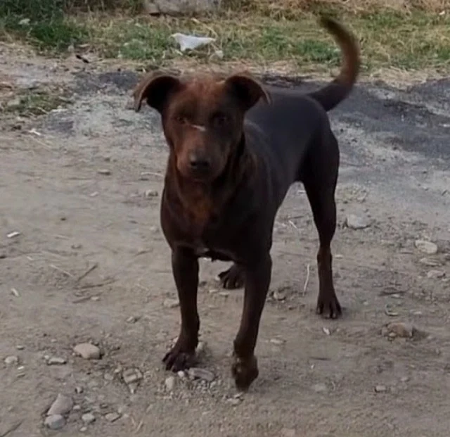 Extra image from article