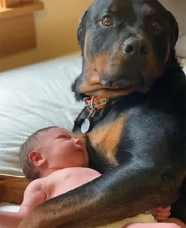 Experts suggest that the dog’s nurturing...