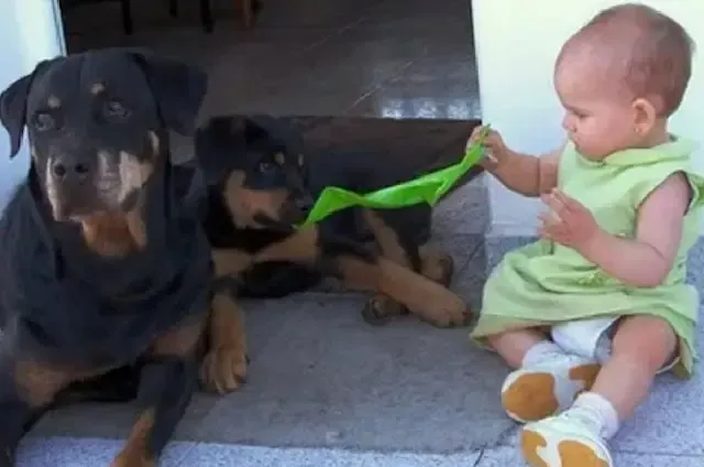 Images of the dog cradling the newborn b...