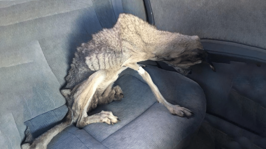 Determined to help, Sarah darted forward...