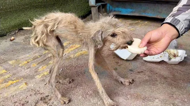 As I approached, it became evident that ...