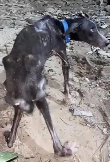 In their first week, Blackie's progressi...