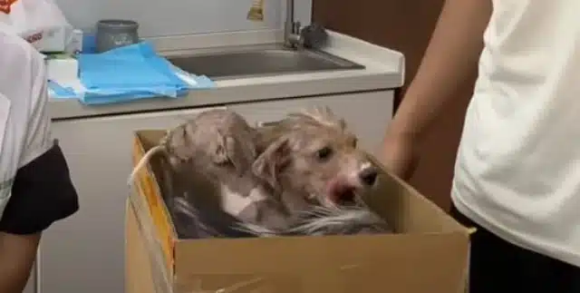 Once back at the farmhouse, we focused o...