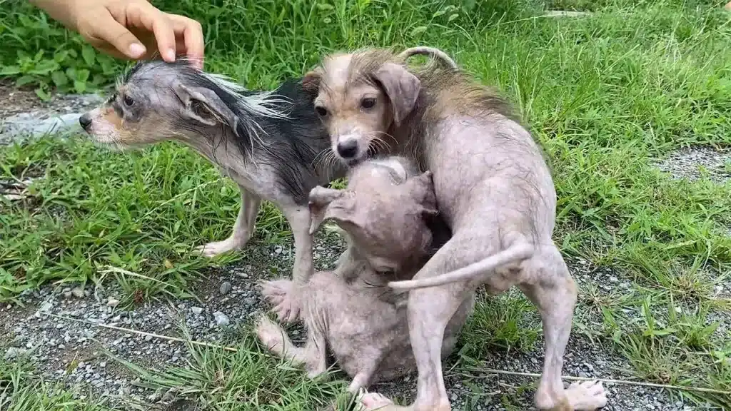 We quickly took them to a veterinary hos...