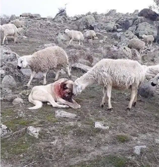 Though the sheep emerged unscathed, Casp...