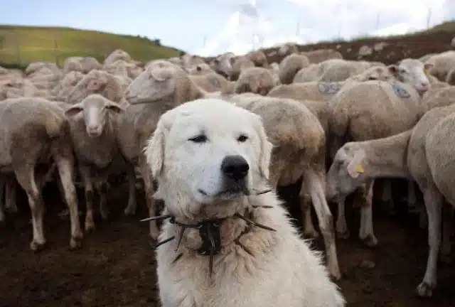 In the following weeks, Casper received ...