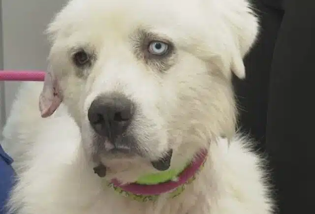 Experts consulted by a news station emph...