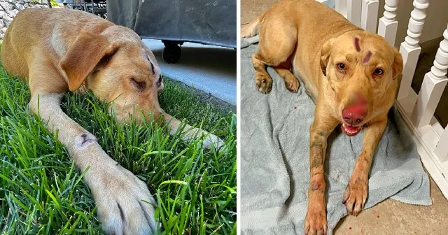 The seven-year-old yellow Lab appeared t...