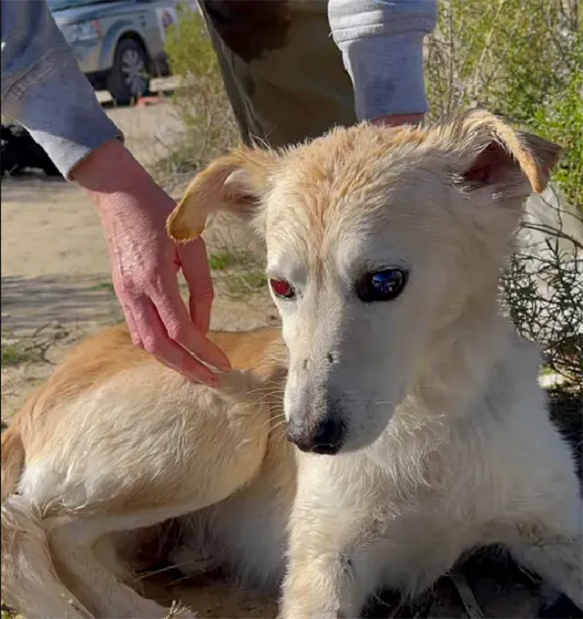 Extra image from article