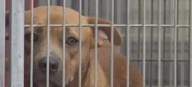 There is now an urgent need to find Stan...