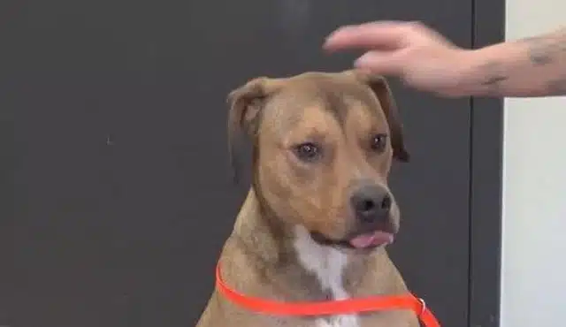 Rescue organizations and compassionate i...