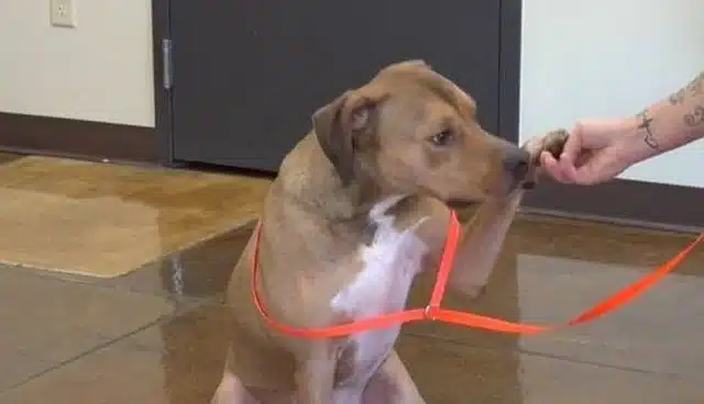 Extra image from article