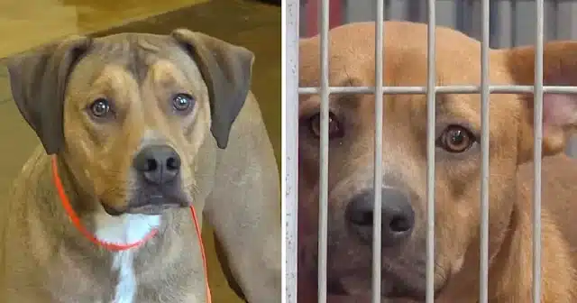 Stanford's actions have earned him the r...