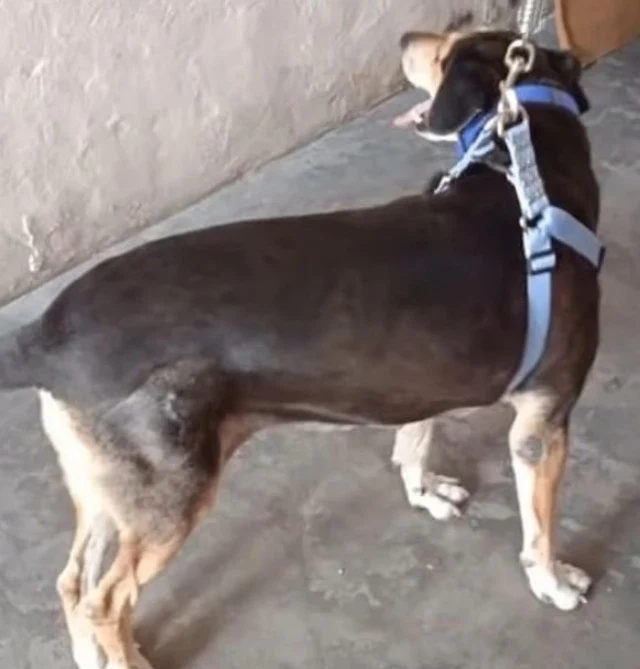 From Abandoned to Adored: Preciosa the Dog’s Inspiring Journey of Survival and Renewal