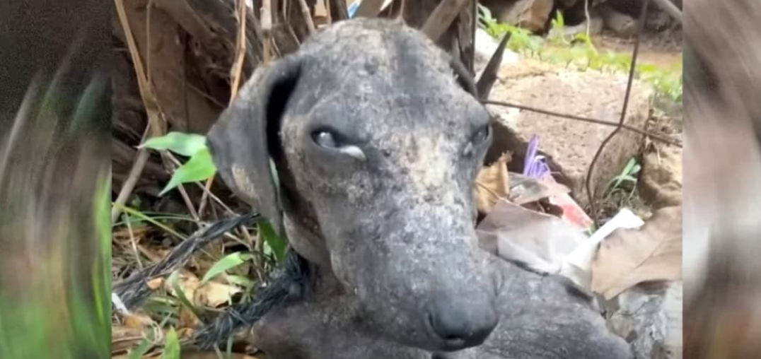 Then, one day, a kind-hearted rescuer sp...