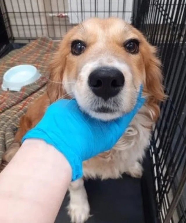 Extra image from article