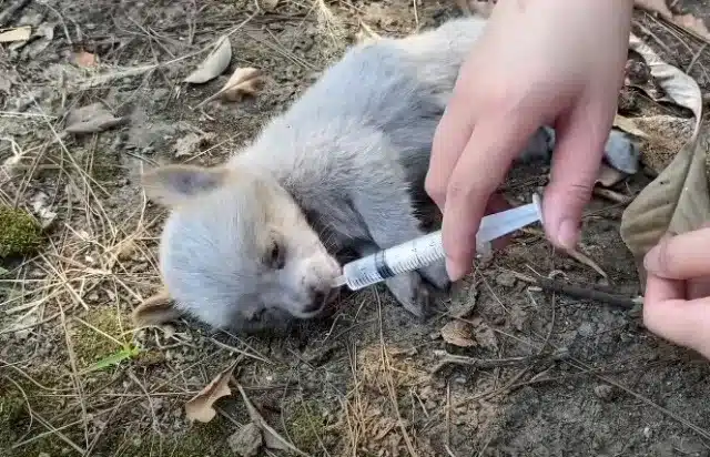 Extra image from article