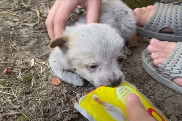 Extra image from article