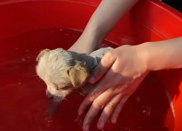 Extra image from article