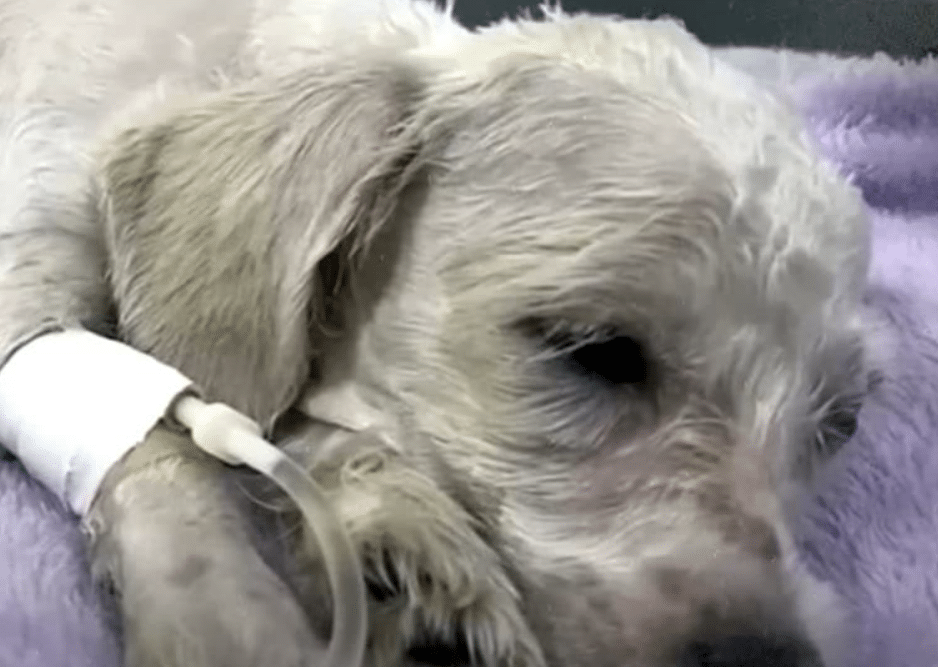 Just three weeks later, Lucky's transfor...