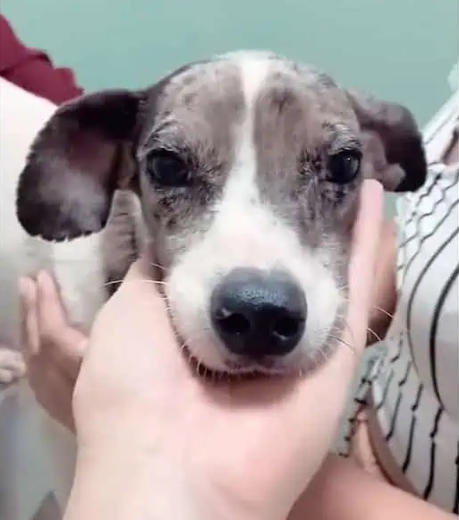 Extra image from article